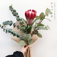 아프리카 desert flower 핸드타이드 [시들지 않는 꽃 Japan 하이퀄리티 프로테아 조화 꽃다발 플랜테리어]